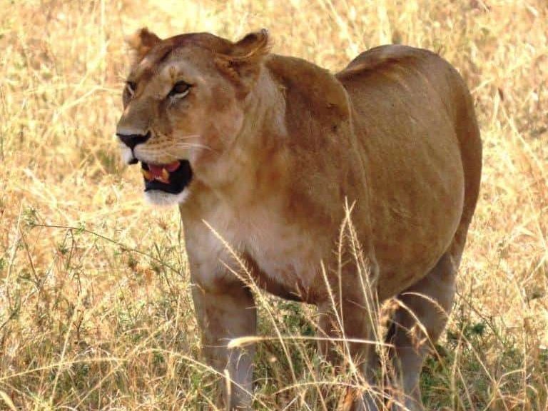 Lioness on the prowl in the Serengeti