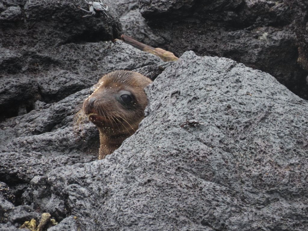 Baby Galapagos sea lion peeking out from a crevice in volcanic rocks at Las Tintoreras