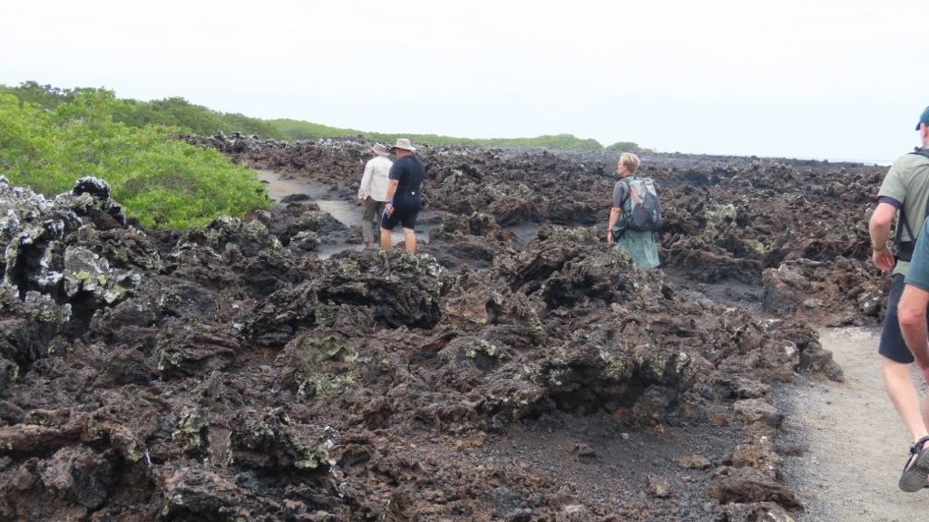 Travelers hiking along a rugged volcanic trail at Las Tintoreras surrounded by lava rocks and mangroves
