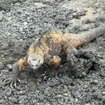 Galapagos marine iguana resting on dark volcanic rocks along the Las Tintoreras trail