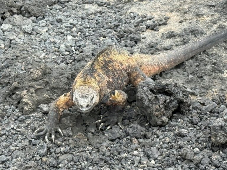 Galapagos marine iguana resting on dark volcanic rocks along the Las Tintoreras trail