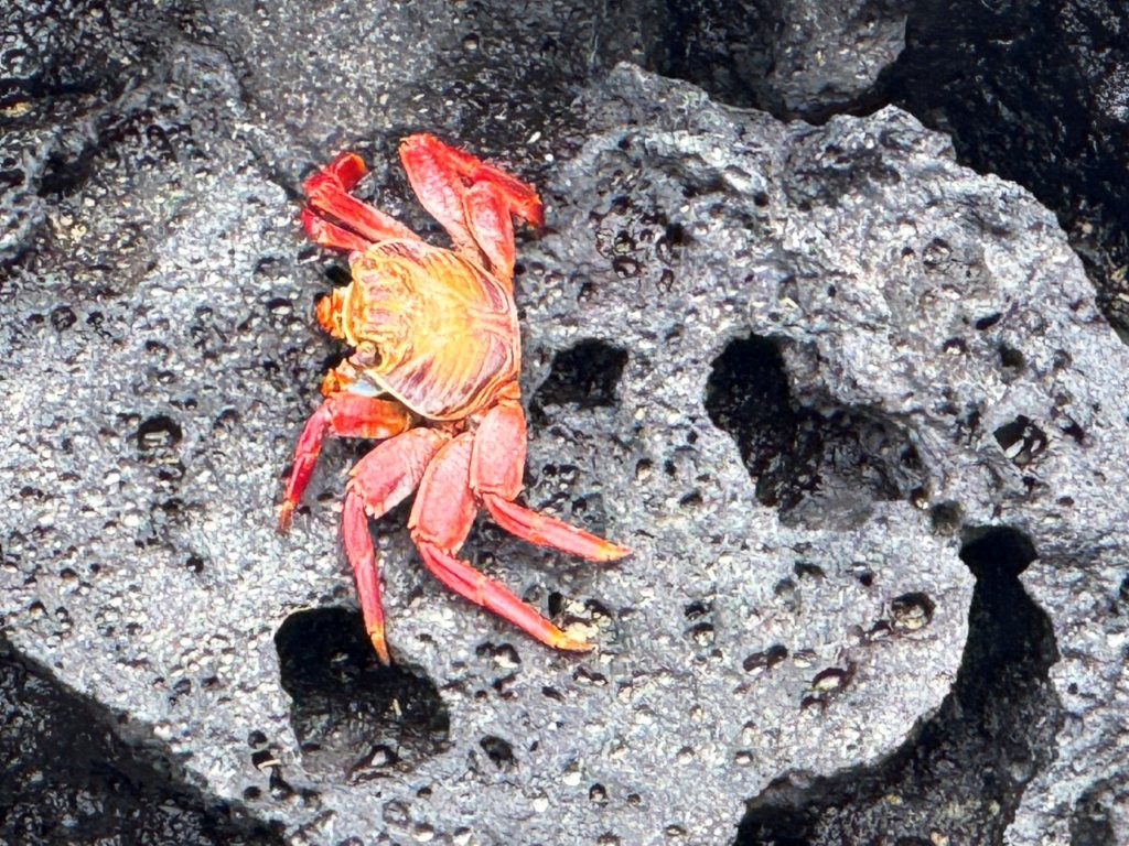 Orange and red Sally Lightfoot crab standing out against porous volcanic lava at Las Tintoreras on Isabela Island