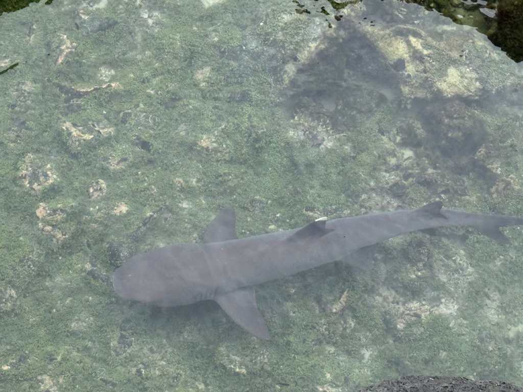 A white-tipped reef shark swims through shallow clear water near Las Tintoreras on Isabela Island. Wildlife sightings like sharks, turtles, and penguins make Las Tintoreras one of the best tours in Isabela Galapagos.