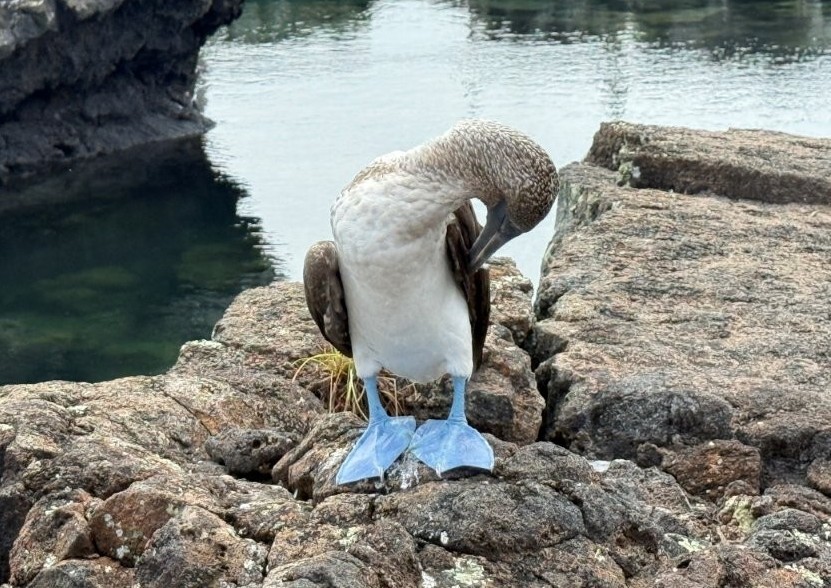 Blue-footed booby preening at Los Tuneles snorkeling tour in the Galapagos lava formations