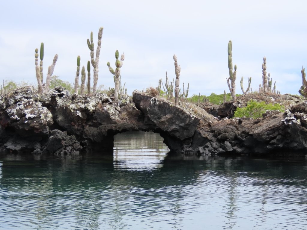 Dark lava arches and shallow turquoise water create the surreal landscape that gives Los Túneles its name. The volcanic formations made this tour feel completely different from other Galapagos snorkeling trips.