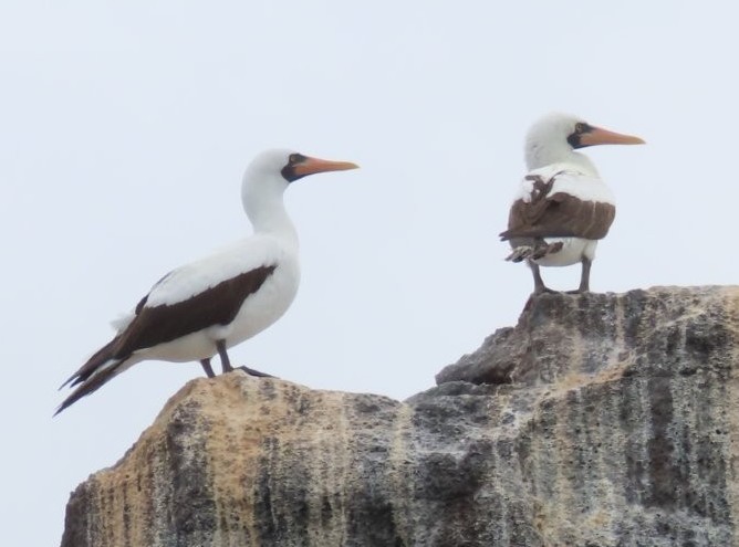 Nazca boobies perched near Unión Rock.