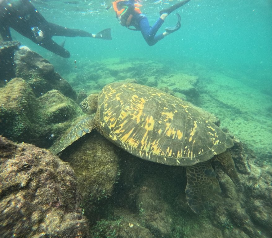 A large sea turtle swims underwater beside snorkelers near Los Túneles on Isabela Island. Sea turtle encounters were one of the biggest reasons this tour felt worth booking.