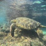 Close view of a sea turtle gliding through clear water at Los Tuneles snorkeling tour