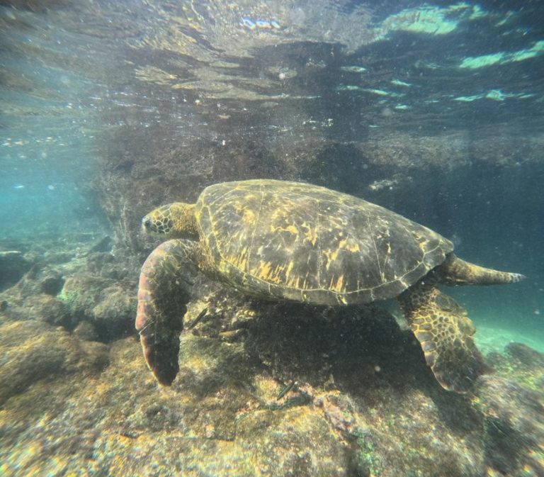 Close view of a sea turtle gliding through clear water at Los Tuneles snorkeling tour