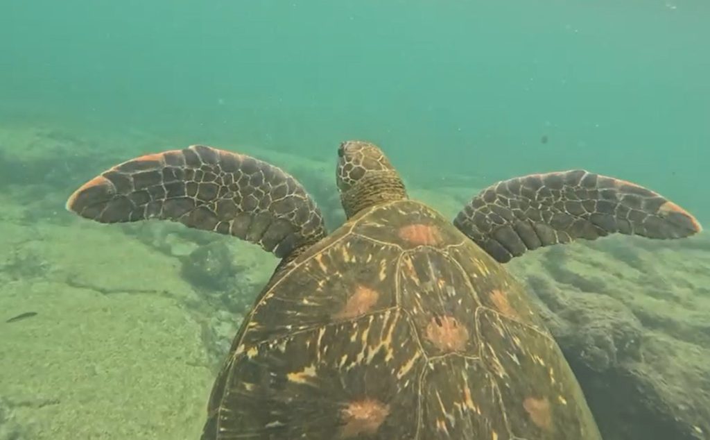 Video still of sea turtle swimming at Los Tuneles