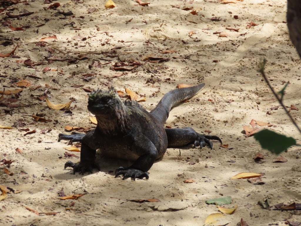 A large marine iguana rests directly on the sandy trail surrounded by dry leaves and low brush, blending into the landscape. Seeing iguanas right on the path is a memorable part of exploring Los Humedales on Isabela Island.