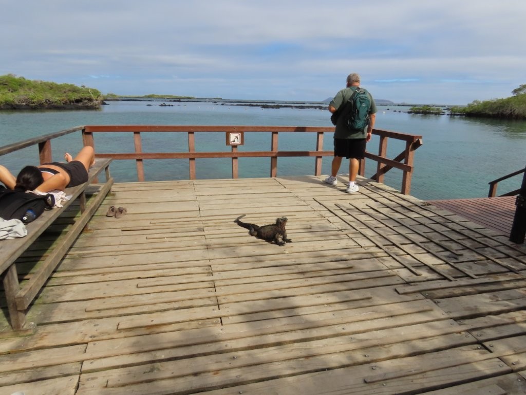A wooden deck overlooks calm mangrove-lined water at Concha de Perla while a marine iguana rests nearby. This spot combines easy snorkeling, wildlife, and peaceful scenery in one stop.