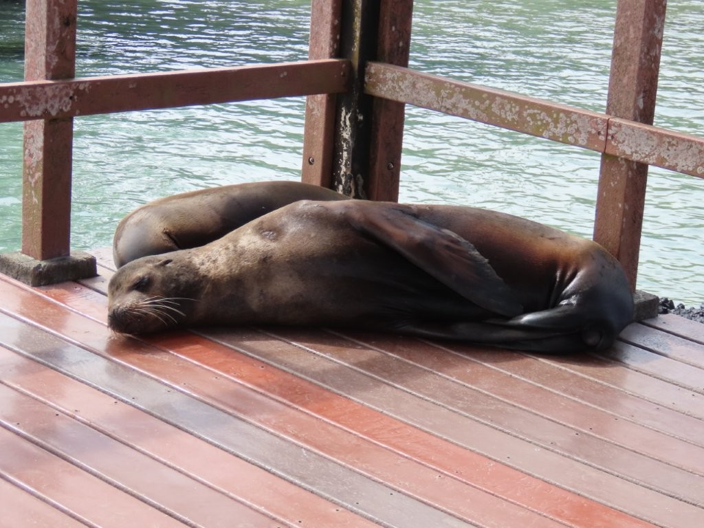 Two sea lions sleep on the wooden deck railing. Sharing the boardwalk with sea lions is one of the memorable little surprises that makes this free Isabela snorkeling spot feel so special.