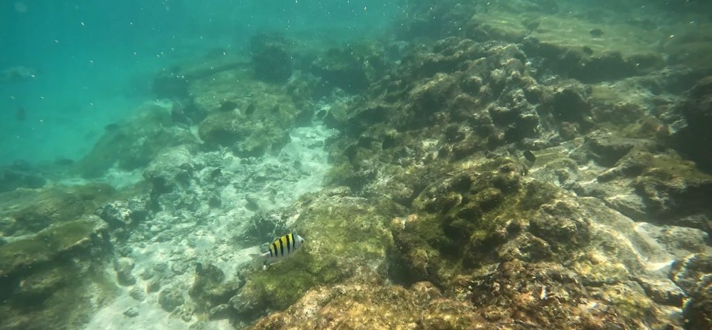 A small black and yellow fish swims over the rocky bottom of the lagoon at Concha de Perla. Using a GoPro is one way to capture the memories of this underwater world of the Galapagos.