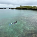A snorkeler floats through calm turquoise water surrounded by mangroves at Concha de Perla. Concha de Perla was one of my favorite free and easy snorkeling spots in Isabela Galapagos.