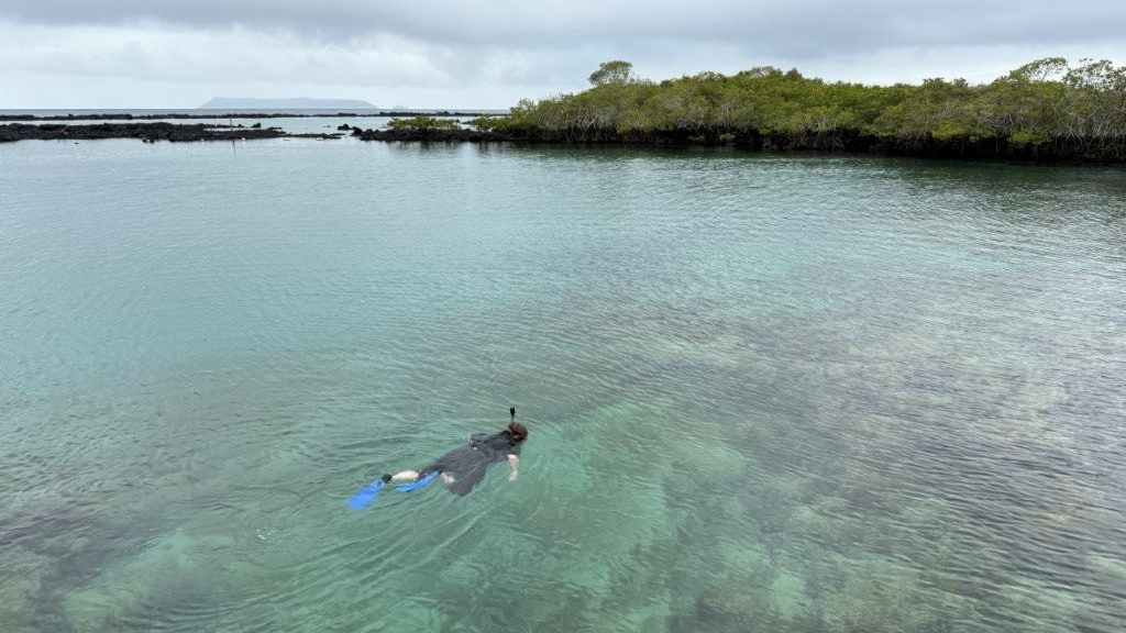 A snorkeler floats through calm turquoise water surrounded by mangroves at Concha de Perla. Concha de Perla was one of my favorite free and easy snorkeling spots in Isabela Galapagos.