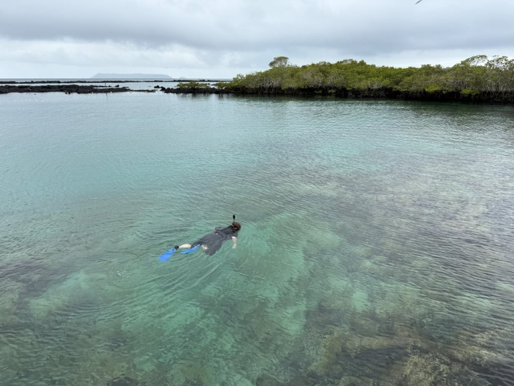 A snorkeler floats through calm turquoise water surrounded by mangroves at Concha de Perla. Concha de Perla was one of my favorite free and easy snorkeling spots in Isabela Galapagos.