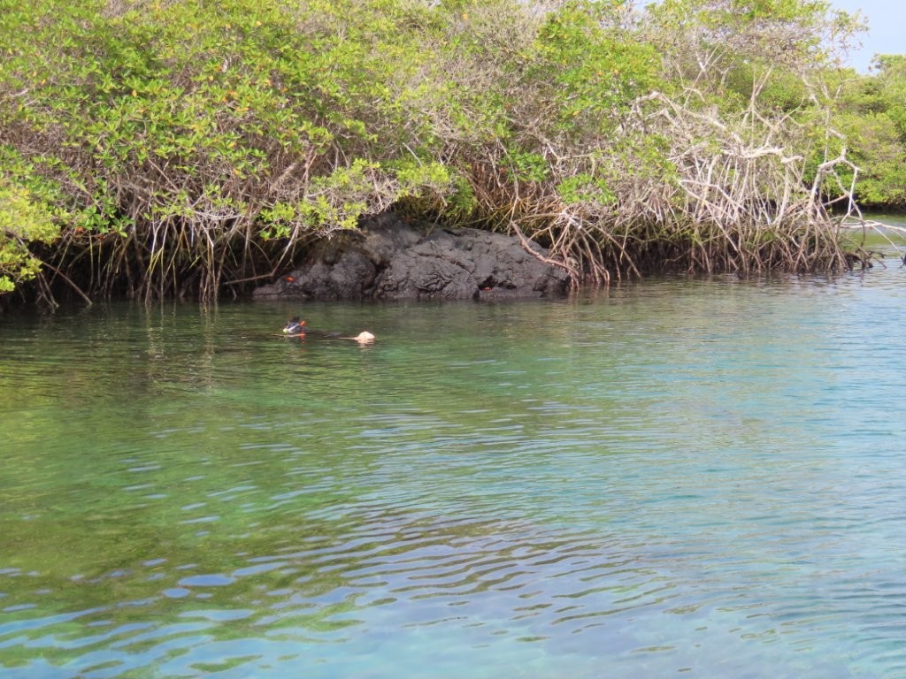 A snorkeler floats near the edge of the lagoon’s rocky edge with mangroves surrounding it.