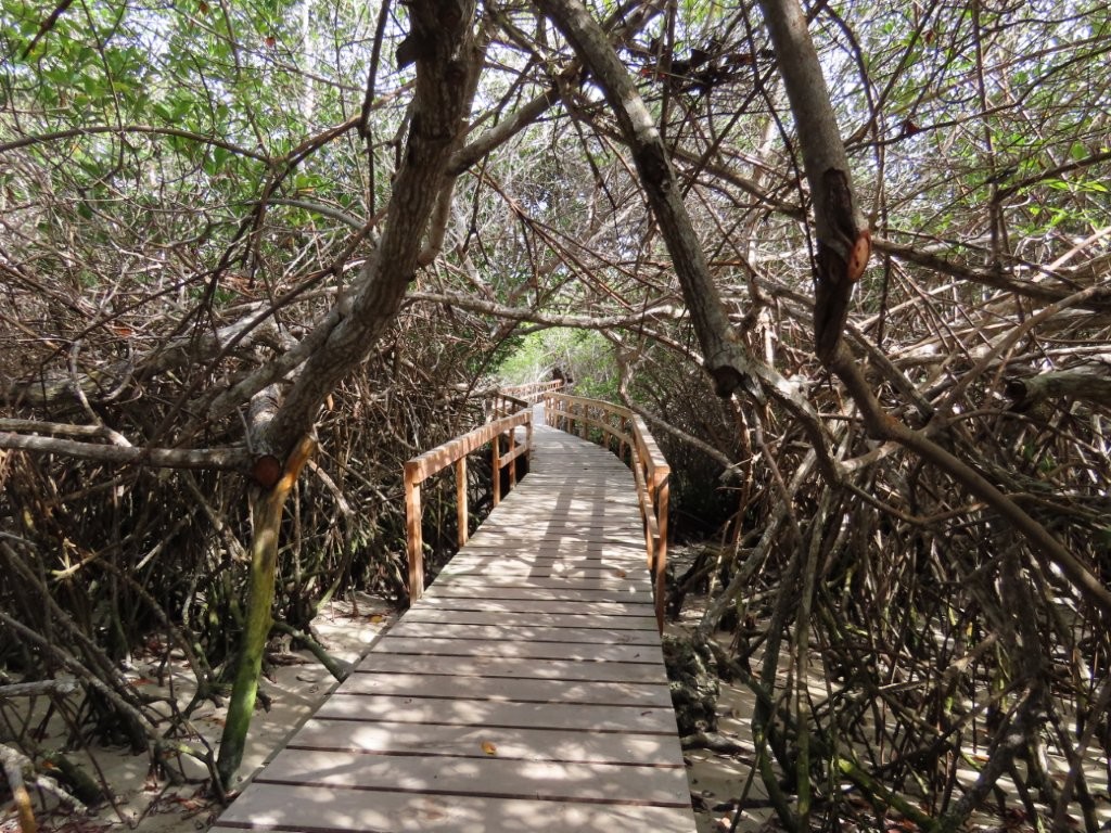 A narrow wooden boardwalk passes through a tunnel of tangled mangrove branches toward the snorkeling lagoon. 