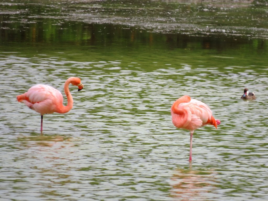 Two bright pink flamingos stand in shallow water at a lagoon on Isabela Island. Seeing flamingos in the wild was one of the unexpected wildlife experiences we loved on Isabela.