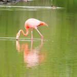 A solo bright pink and orange flamingo puts its head in the water to find food. Frequent sightings at the Flamingo Lagoon in Puerto Villamil was one of the great free things to do on Isabela Island Galapagos.