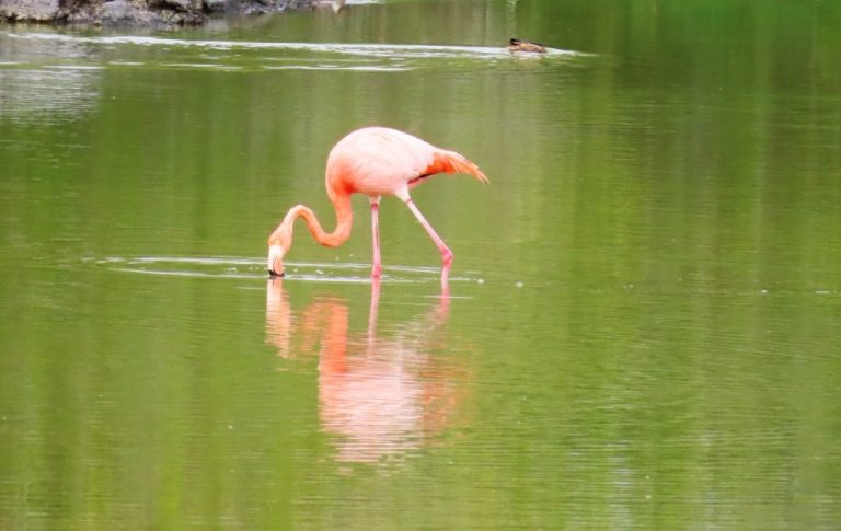 A solo bright pink and orange flamingo puts its head in the water to find food. Frequent sightings at the Flamingo Lagoon in Puerto Villamil was one of the great free things to do on Isabela Island Galapagos.