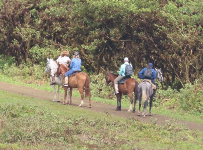 Several travelers ride horses along a green trail near Sierra Negra Volcano on Isabela Island. Horseback riding tours offer a different way to experience the volcanic landscapes of Isabela Galapagos.