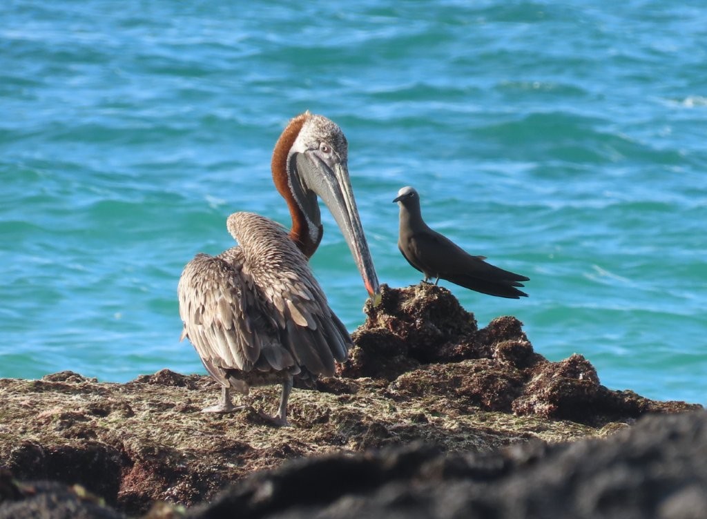 A brown pelican and a brown noddy stand together on dark lava rocks beside bright blue water.