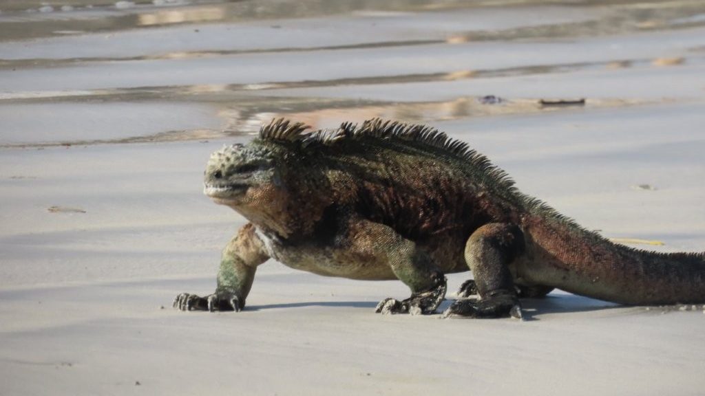 A large marine iguana slowly walks across the sand at Playa Isabela. Wildlife constantly appears around town on Isabela Island, even during casual beach walks.