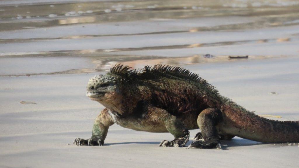 A large marine iguana slowly walks across the sand at Playa Isabela. Wildlife constantly appears around town on Isabela Island, even during casual beach walks.