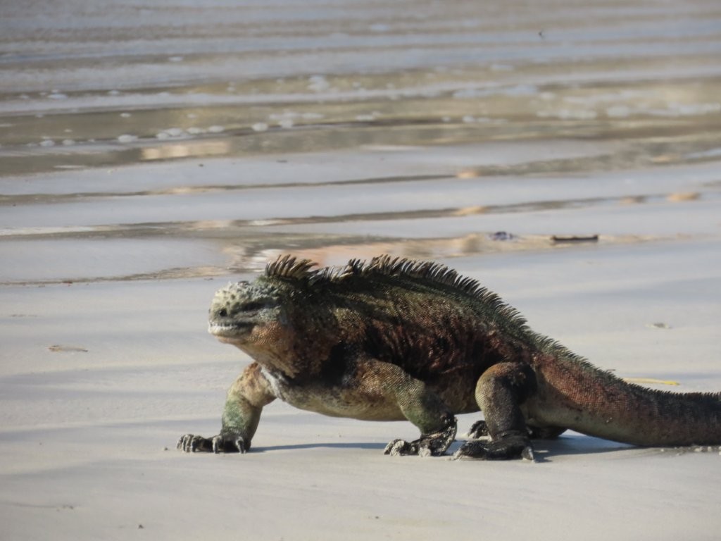 A large marine iguana slowly walks across the sand at Playa Isabela. Wildlife constantly appears around town on Isabela Island, even during casual beach walks.