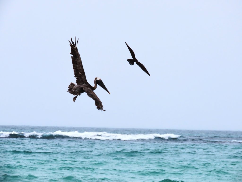 A brown pelican spreads its wings mid-flight above crashing waves while another seabird glides nearby against a pale sky. This captures the constant bird activity along the coast, part of the appeal of free wildlife watching on Isabela Island.