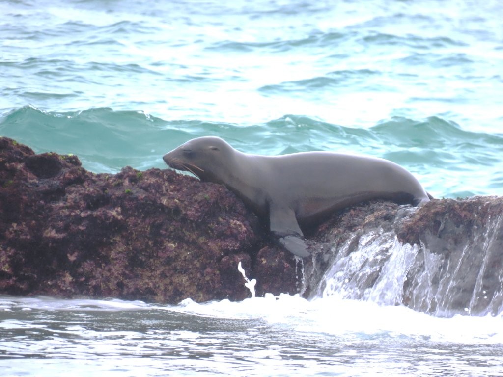 A Galapagos sea lion rests on dark lava rocks while turquoise waves wash around the shore.