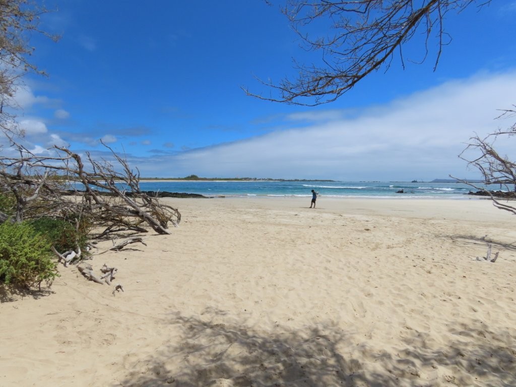 A wide sandy beach stretches toward turquoise water with driftwood, low shrubs, and a lone person walking near the shoreline under a bright blue sky. This shows the quieter coastal scenery near La Playita, part of the free hiking experience in the Humedales on Isabela Island.