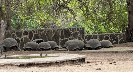 Nine giant Galapagos Tortoises gather along a stone wall and under colorful green trees. Their dark gray shells resemble large wavy rocks.
