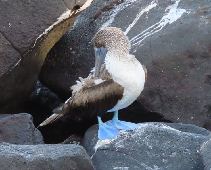 A blue-footed booby preens on volcanic rocks along the coast of San Cristóbal, one of the easiest iconic Galápagos birds to spot for free.