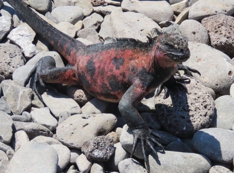 Red and green marine iguana stretched across sunlit stones with his black claws spread into 5 distinct fingers that look very sharp!
