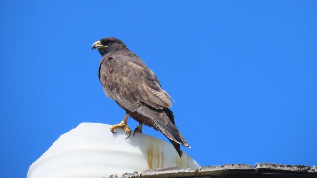 A large brown Galapagos hawk with yellow feet and a hooked beak perches on a white rooftop against a clear blue sky. Seeing a Galapagos hawk so early in the day made the Española Island tour feel like a wildlife expedition right away.