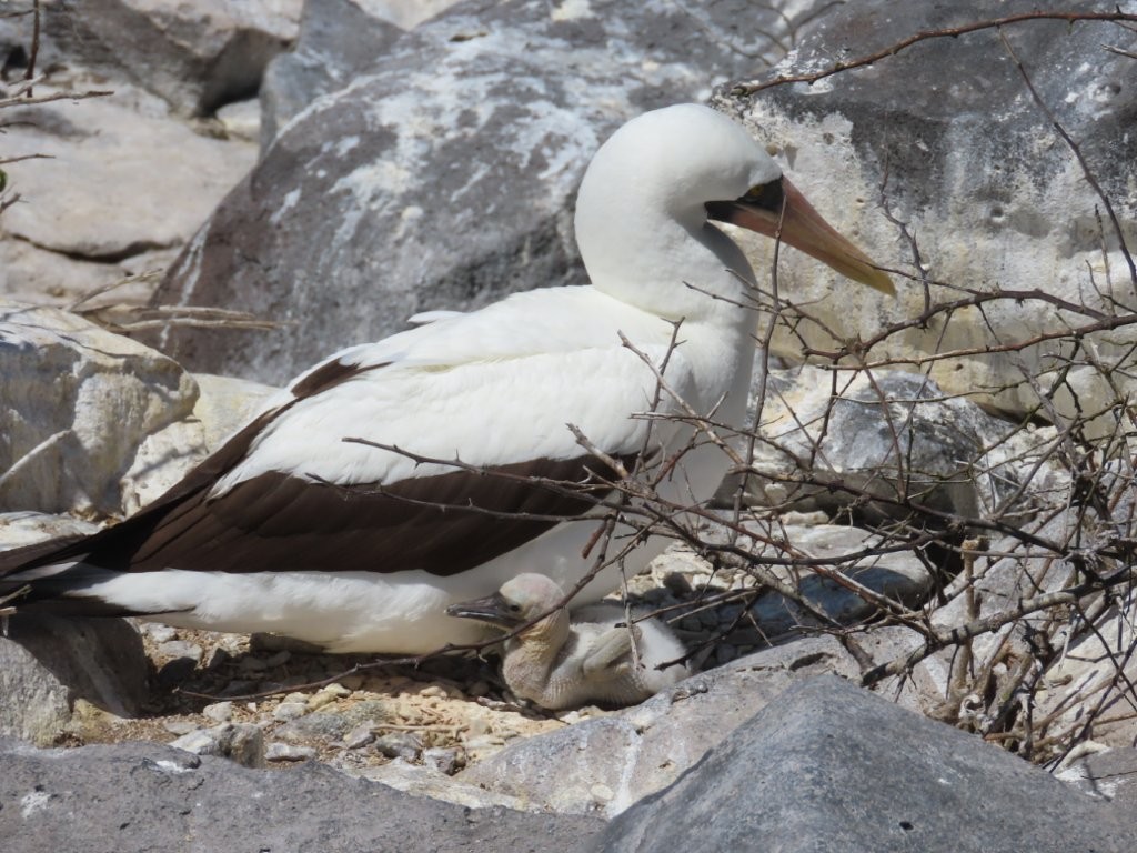 A white Nazca booby with black wing edges shelters a small gray chick among pale rocks and dry brown branches. Nesting birds right beside the trail were one of the most memorable wildlife moments on Española Island.