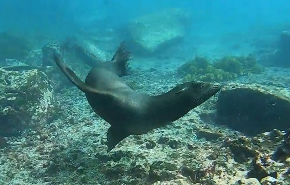 Playful Galapagos sea lion swimming through clear blue water at Gardner Bay.