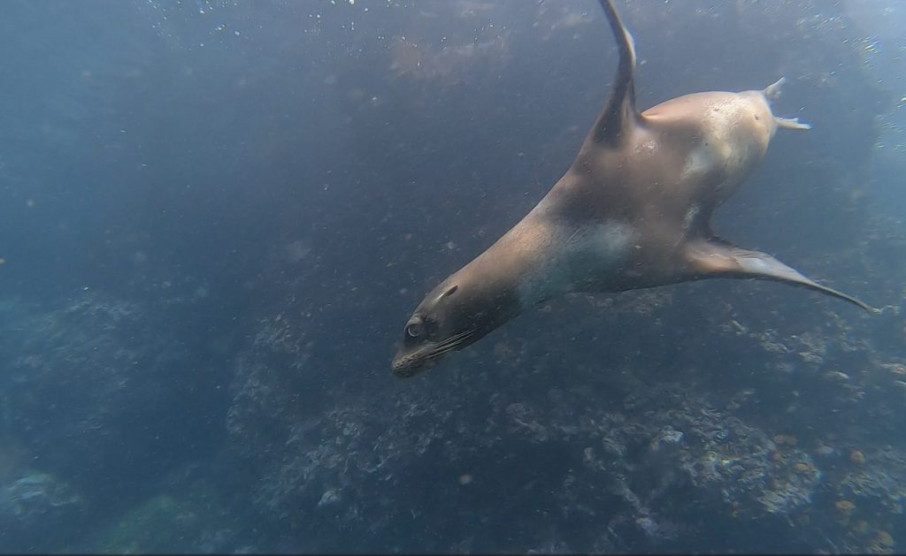 Playful Galapagos sea lion swimming past us during our snorkel.