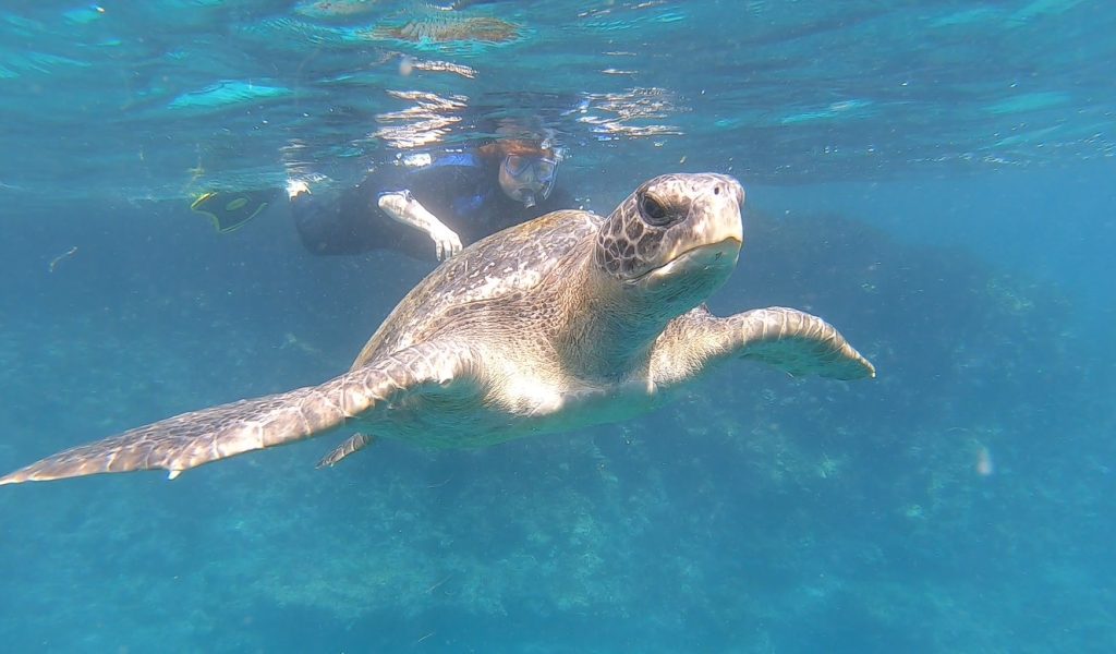 A large sea turtle swims right up to the camera with Kari swimming along behind it.