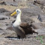 A waved albatross stands on rocky ground with its pale white head and long yellow beak visible. Seeing the waved albatross on land is one of the biggest reasons Española Island feels so special for bird lovers.
