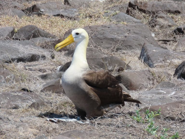 A waved albatross stands on rocky ground with its pale white head and long yellow beak visible. Seeing the waved albatross on land is one of the biggest reasons Española Island feels so special for bird lovers.