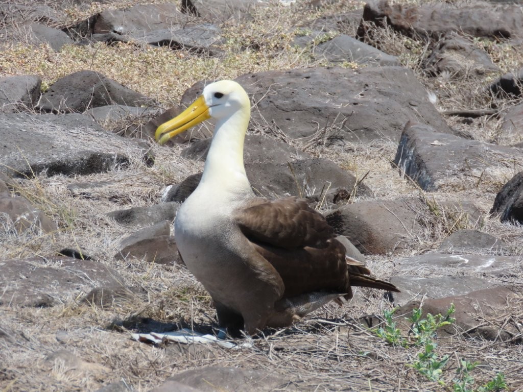 A waved albatross stands on rocky ground with its pale white head and long yellow beak visible. Seeing the waved albatross on land is one of the biggest reasons Española Island feels so special for bird lovers.