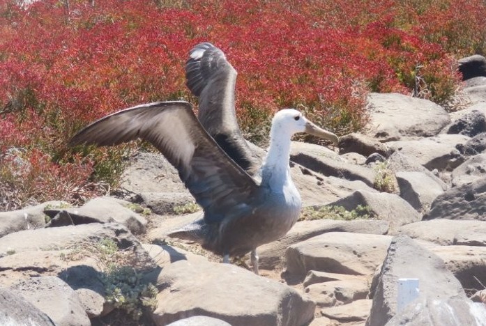 A large waved albatross spreads its dark wings wide while standing among gray rocks and red coastal plants. Seeing even a few late-season Waved Albatross made the Española Island tour feel especially worthwhile.