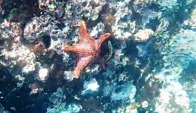 A large red sea star is attached the colorful blue, black and orange coral underneath the water of the Kicker Rock channel.
