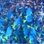 School of blue fish with yellow tails during Galapagos snorkeling at Kicker Rock.