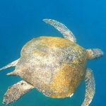 A large sea turtle glides through clear blue water near Kicker Rock in the Galapagos Islands. Snorkeling with sea turtles was one of the highlights that made Kicker Rock live up to the hype.