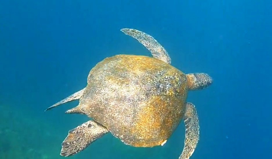 A large sea turtle glides through clear blue water near Kicker Rock in the Galapagos Islands. Snorkeling with sea turtles was one of the highlights that made Kicker Rock live up to the hype.
